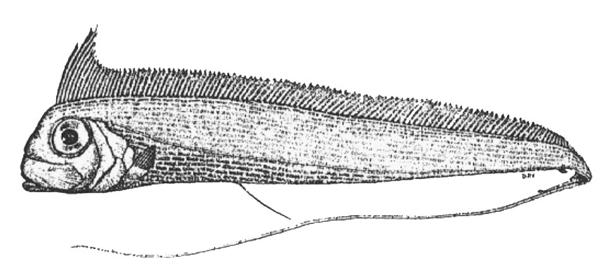 Radiicephalus elongatus_01.jpg